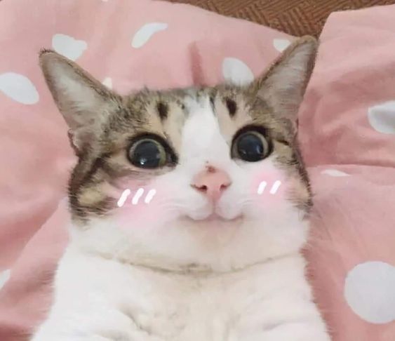 99+ ảnh meme mèo, ảnh chế mèo hài, dễ thương cho điện thoại, máy tính - Ảnh 1