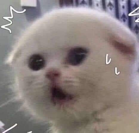 99+ ảnh meme mèo, ảnh chế mèo hài, dễ thương cho điện thoại, máy tính - Ảnh 13