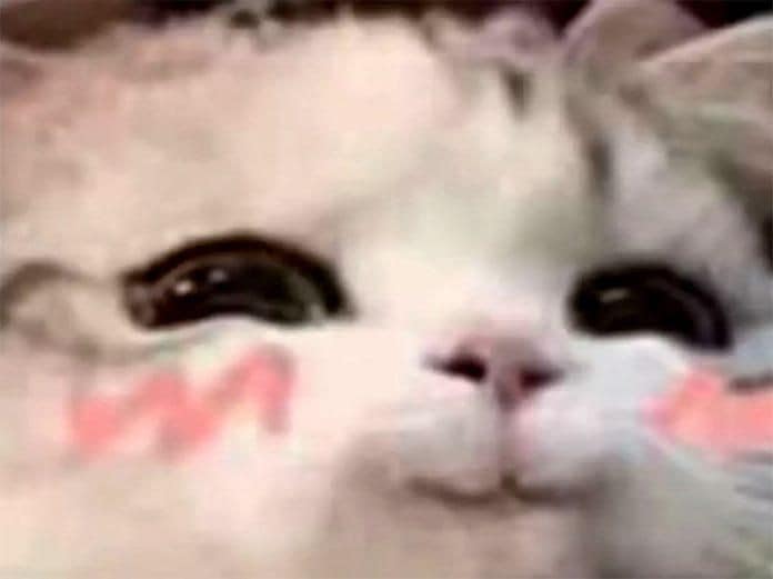 99+ ảnh meme mèo, ảnh chế mèo hài, dễ thương cho điện thoại, máy tính - Ảnh 15