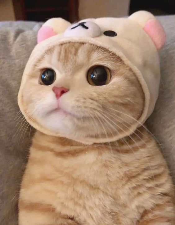 99+ ảnh meme mèo, ảnh chế mèo hài, dễ thương cho điện thoại, máy tính - Ảnh 2