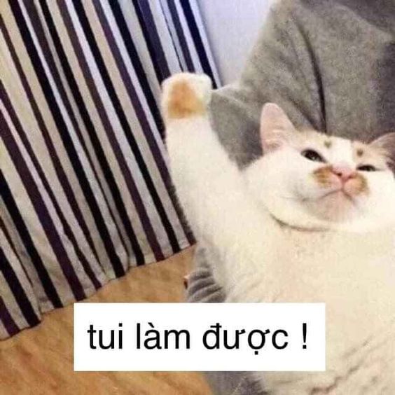 99+ ảnh meme mèo, ảnh chế mèo hài, dễ thương cho điện thoại, máy tính - Ảnh 4