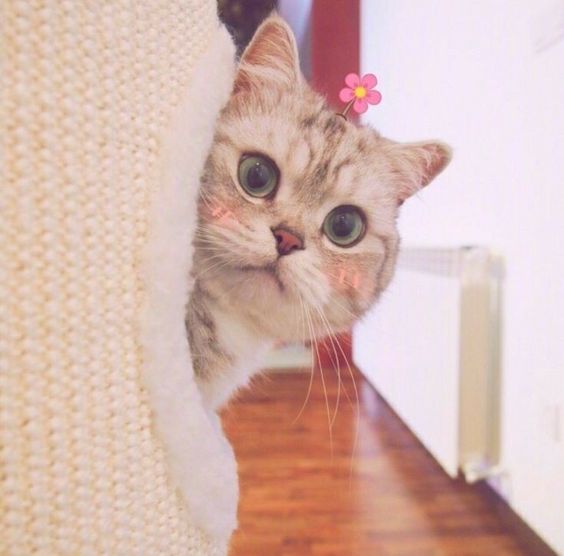 99+ ảnh meme mèo, ảnh chế mèo hài, dễ thương cho điện thoại, máy tính - Ảnh 6