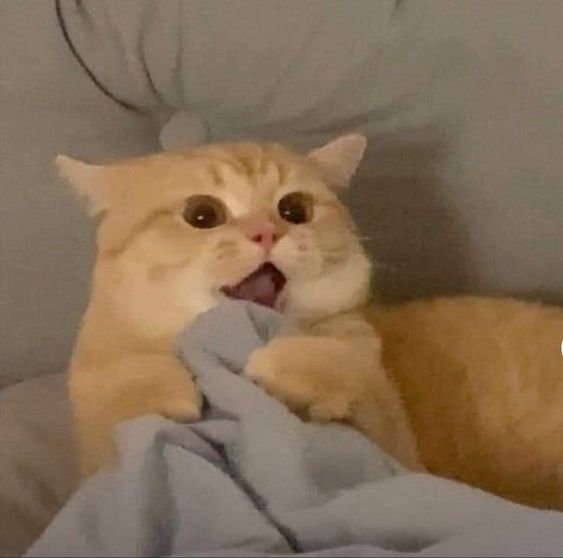 99+ ảnh meme mèo, ảnh chế mèo hài, dễ thương cho điện thoại, máy tính - Ảnh 9