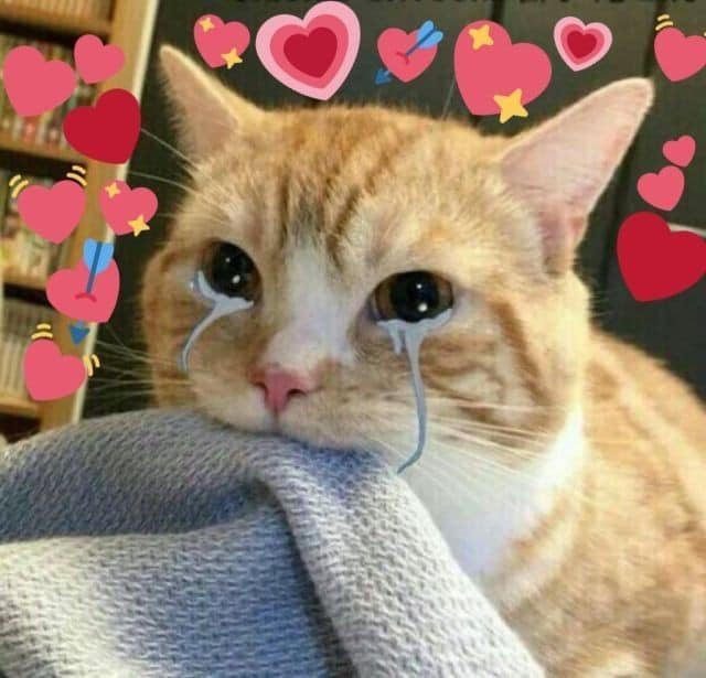 99+ ảnh meme mèo, ảnh chế mèo hài, dễ thương cho điện thoại, máy tính - Ảnh 12