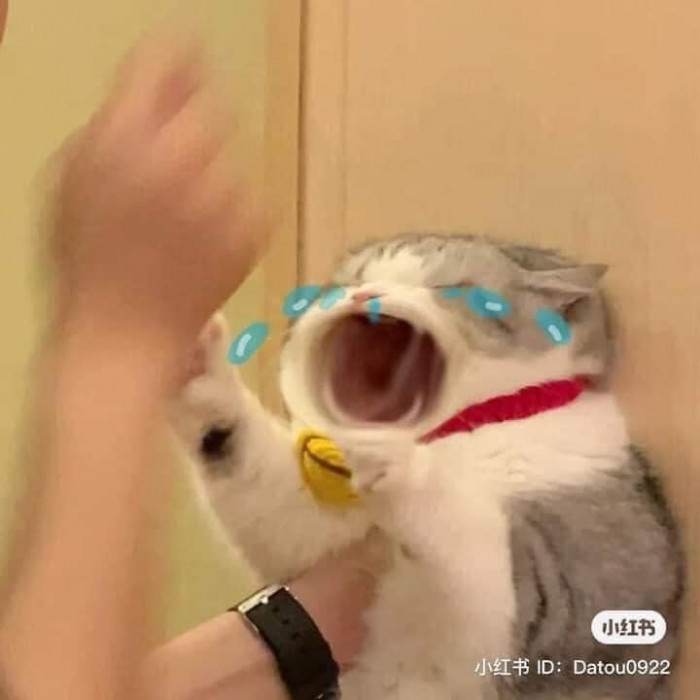 99+ ảnh meme mèo, ảnh chế mèo hài, dễ thương cho điện thoại, máy tính - Ảnh 13