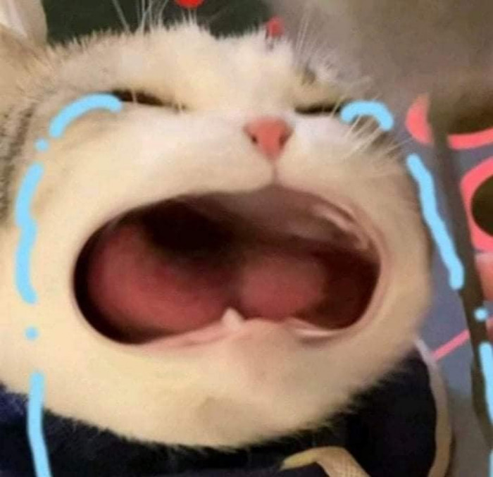 99+ ảnh meme mèo, ảnh chế mèo hài, dễ thương cho điện thoại, máy tính - Ảnh 14