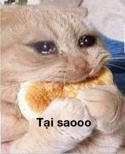 99+ ảnh meme mèo, ảnh chế mèo hài, dễ thương cho điện thoại, máy tính - Ảnh 16