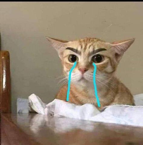 99+ ảnh meme mèo, ảnh chế mèo hài, dễ thương cho điện thoại, máy tính - Ảnh 3