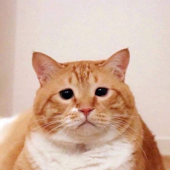 99+ ảnh meme mèo, ảnh chế mèo hài, dễ thương cho điện thoại, máy tính - Ảnh 2