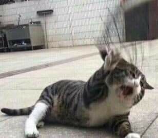 99+ ảnh meme mèo, ảnh chế mèo hài, dễ thương cho điện thoại, máy tính - Ảnh 3