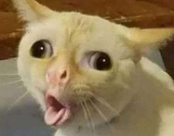 99+ ảnh meme mèo, ảnh chế mèo hài, dễ thương cho điện thoại, máy tính - Ảnh 1