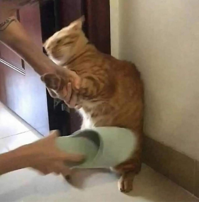 99+ ảnh meme mèo, ảnh chế mèo hài, dễ thương cho điện thoại, máy tính - Ảnh 10