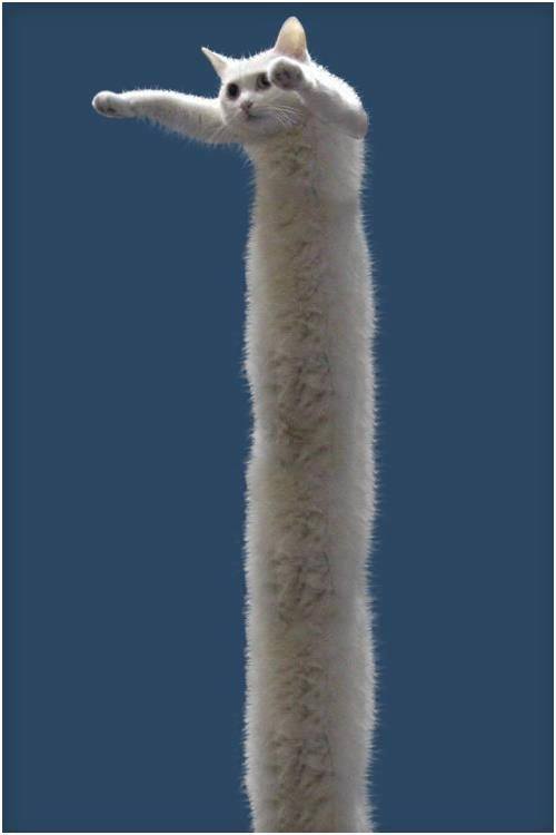 99+ ảnh meme mèo, ảnh chế mèo hài, dễ thương cho điện thoại, máy tính - Ảnh 11