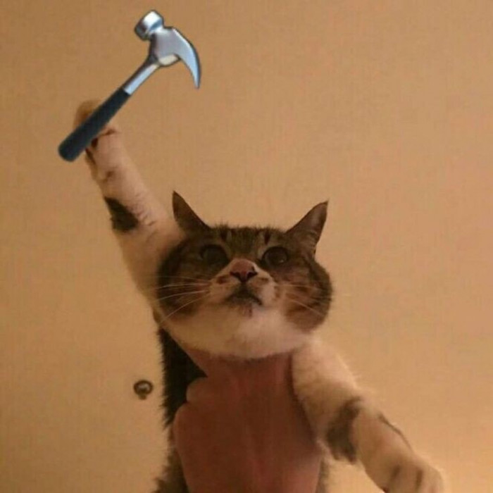 99+ ảnh meme mèo, ảnh chế mèo hài, dễ thương cho điện thoại, máy tính - Ảnh 12