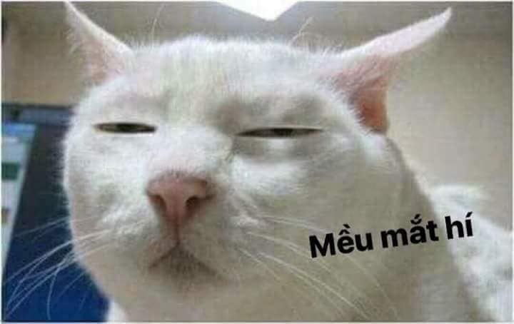 99+ ảnh meme mèo, ảnh chế mèo hài, dễ thương cho điện thoại, máy tính - Ảnh 17