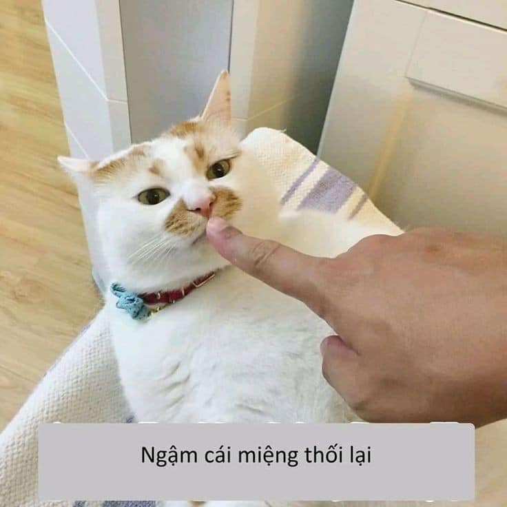 99+ ảnh meme mèo, ảnh chế mèo hài, dễ thương cho điện thoại, máy tính - Ảnh 20