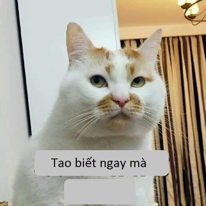 99+ ảnh meme mèo, ảnh chế mèo hài, dễ thương cho điện thoại, máy tính - Ảnh 24