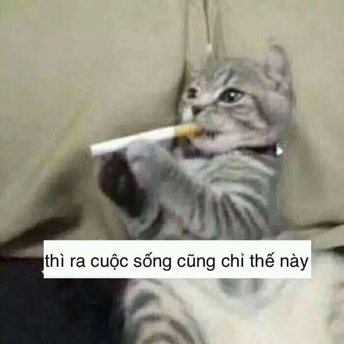 99+ ảnh meme mèo, ảnh chế mèo hài, dễ thương cho điện thoại, máy tính - Ảnh 25