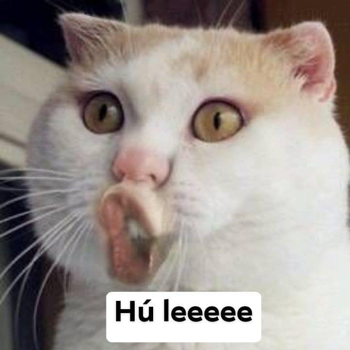 99+ ảnh meme mèo, ảnh chế mèo hài, dễ thương cho điện thoại, máy tính - Ảnh 4