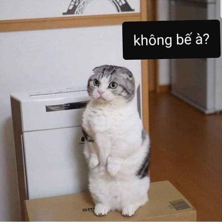 99+ ảnh meme mèo, ảnh chế mèo hài, dễ thương cho điện thoại, máy tính - Ảnh 5