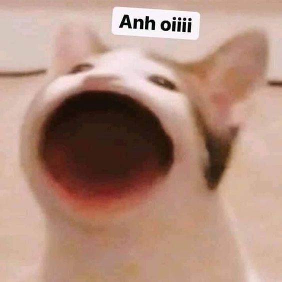 99+ ảnh meme mèo, ảnh chế mèo hài, dễ thương cho điện thoại, máy tính - Ảnh 6