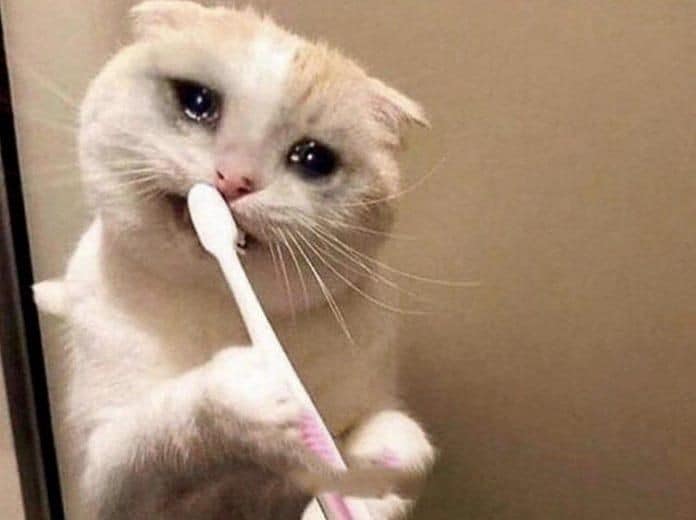 99+ ảnh meme mèo, ảnh chế mèo hài, dễ thương cho điện thoại, máy tính - Ảnh 7