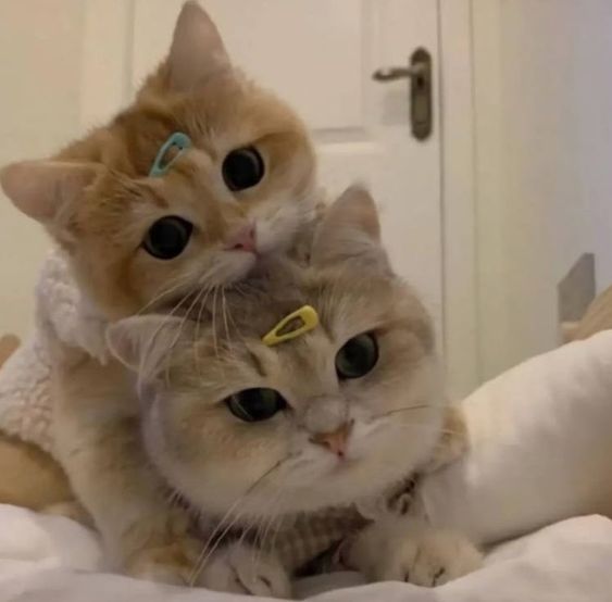 99+ ảnh meme mèo, ảnh chế mèo hài, dễ thương cho điện thoại, máy tính - Ảnh 3