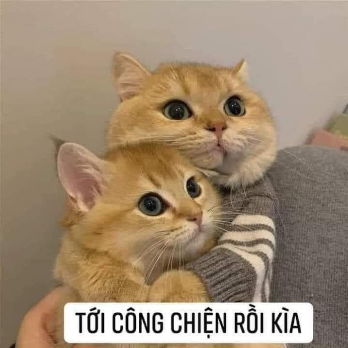 99+ ảnh meme mèo, ảnh chế mèo hài, dễ thương cho điện thoại, máy tính - Ảnh 12