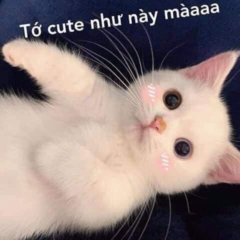 99+ ảnh meme mèo, ảnh chế mèo hài, dễ thương cho điện thoại, máy tính - Ảnh 13