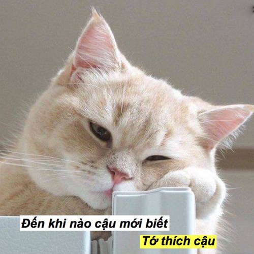 99+ ảnh meme mèo, ảnh chế mèo hài, dễ thương cho điện thoại, máy tính - Ảnh 14