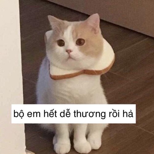 99+ ảnh meme mèo, ảnh chế mèo hài, dễ thương cho điện thoại, máy tính - Ảnh 6