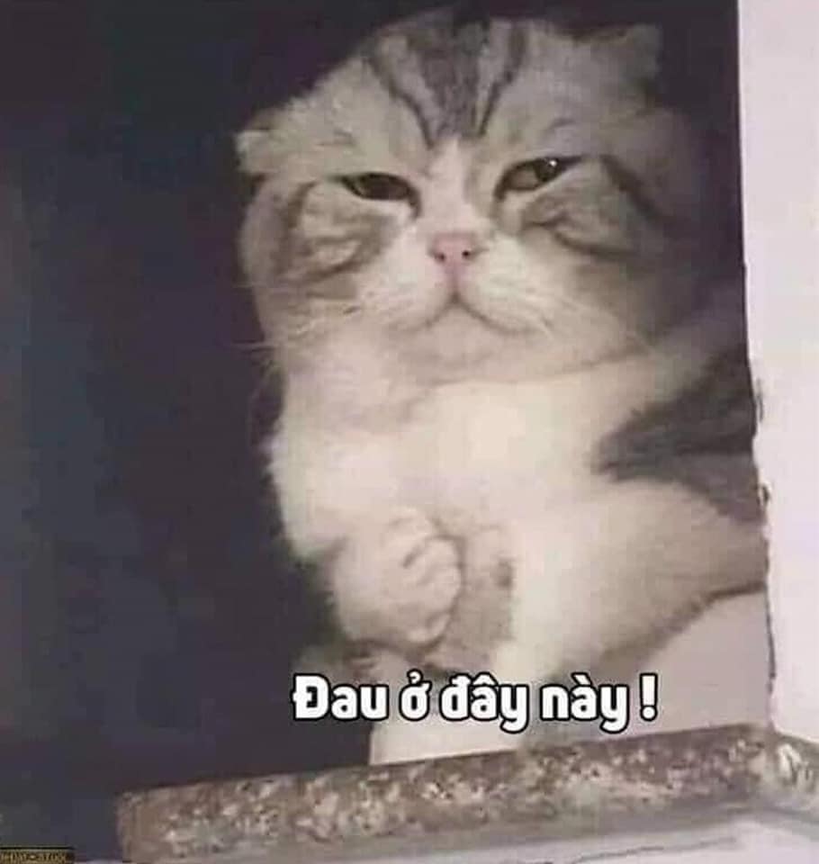 99+ ảnh meme mèo, ảnh chế mèo hài, dễ thương cho điện thoại, máy tính - Ảnh 1