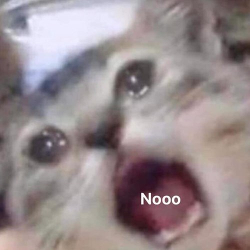 99+ ảnh meme mèo, ảnh chế mèo hài, dễ thương cho điện thoại, máy tính - Ảnh 3