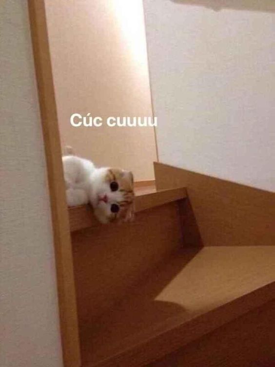 99+ ảnh meme mèo, ảnh chế mèo hài, dễ thương cho điện thoại, máy tính - Ảnh 2