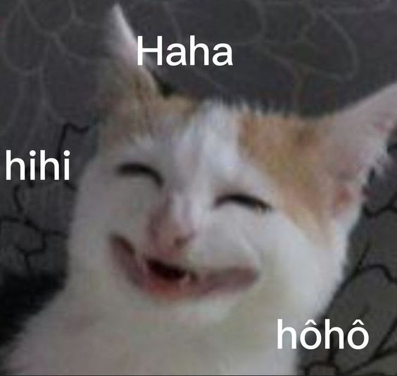 99+ ảnh meme mèo, ảnh chế mèo hài, dễ thương cho điện thoại, máy tính - Ảnh 2