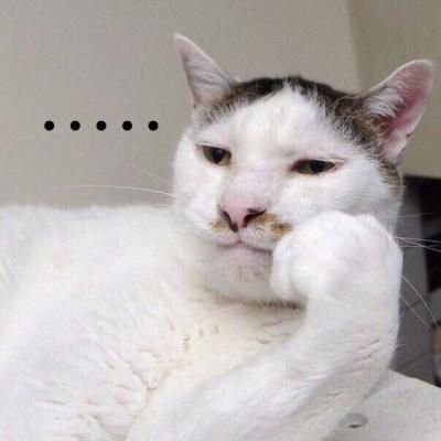 99+ ảnh meme mèo, ảnh chế mèo hài, dễ thương cho điện thoại, máy tính - Ảnh 1