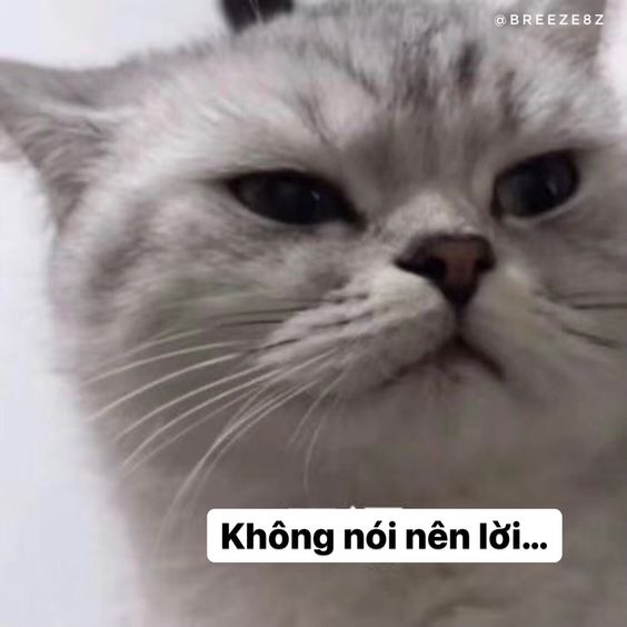 99+ ảnh meme mèo, ảnh chế mèo hài, dễ thương cho điện thoại, máy tính - Ảnh 2