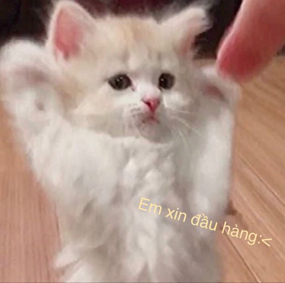 99+ ảnh meme mèo, ảnh chế mèo hài, dễ thương cho điện thoại, máy tính - Ảnh 1