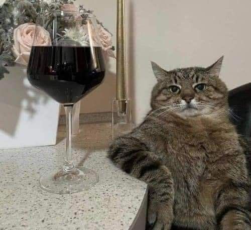 99+ ảnh meme mèo, ảnh chế mèo hài, dễ thương cho điện thoại, máy tính - Ảnh 1