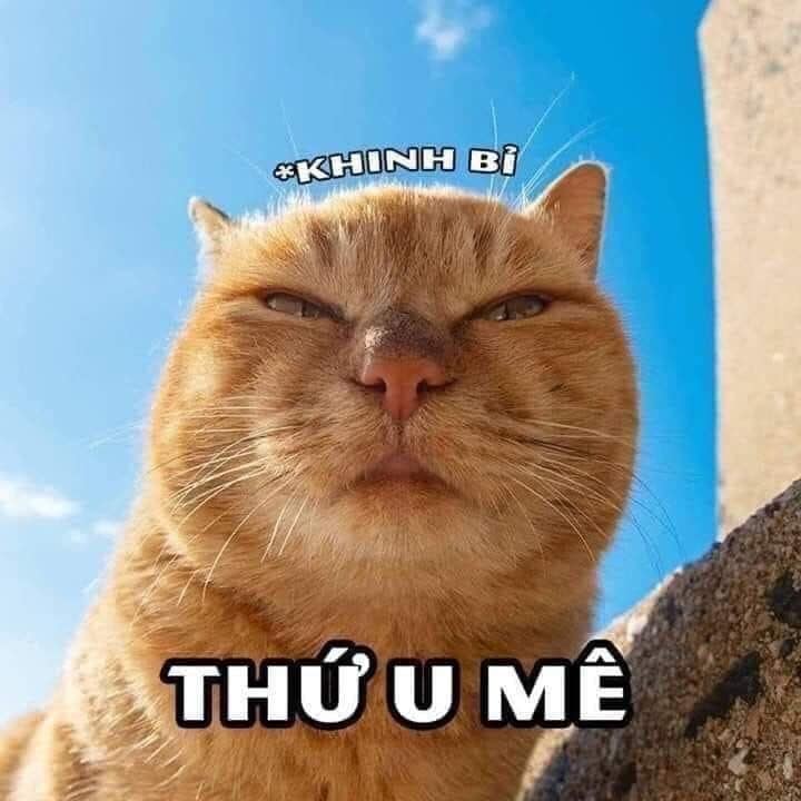 99+ ảnh meme mèo, ảnh chế mèo hài, dễ thương cho điện thoại, máy tính - Ảnh 12