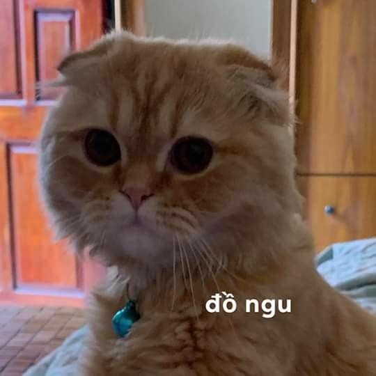 99+ ảnh meme mèo, ảnh chế mèo hài, dễ thương cho điện thoại, máy tính - Ảnh 5