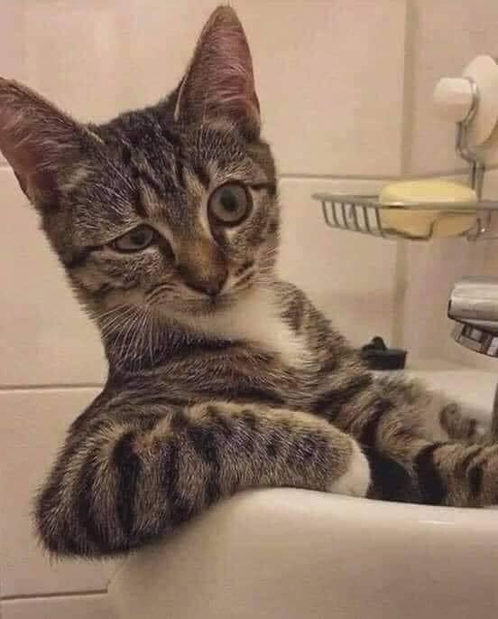 99+ ảnh meme mèo, ảnh chế mèo hài, dễ thương cho điện thoại, máy tính - Ảnh 7