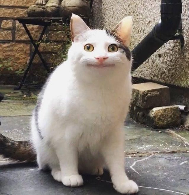 99+ ảnh meme mèo, ảnh chế mèo hài, dễ thương cho điện thoại, máy tính - Ảnh 3