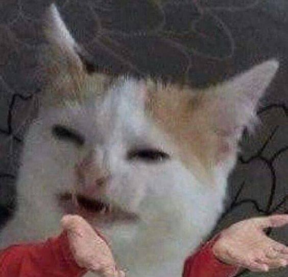 99+ ảnh meme mèo, ảnh chế mèo hài, dễ thương cho điện thoại, máy tính - Ảnh 4