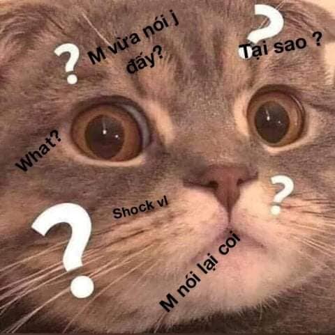 99+ ảnh meme mèo, ảnh chế mèo hài, dễ thương cho điện thoại, máy tính - Ảnh 5