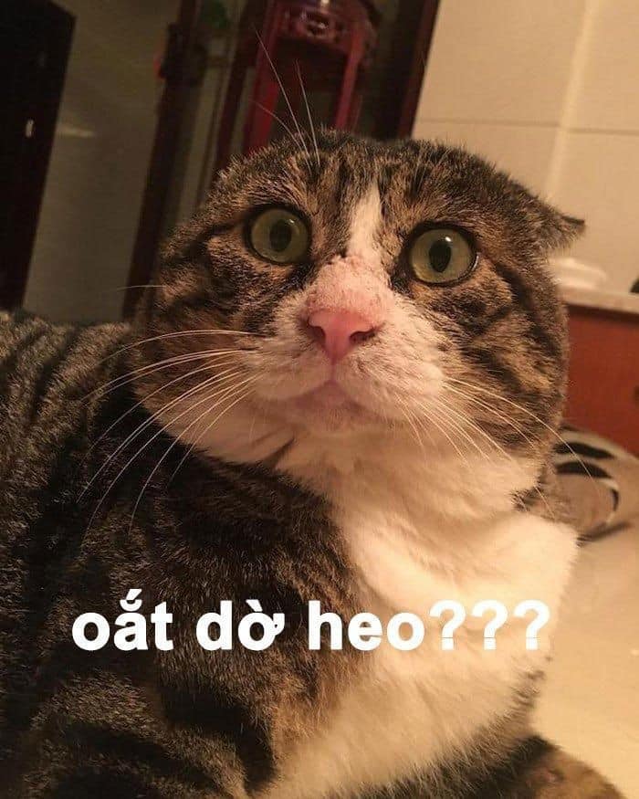 99+ ảnh meme mèo, ảnh chế mèo hài, dễ thương cho điện thoại, máy tính - Ảnh 6