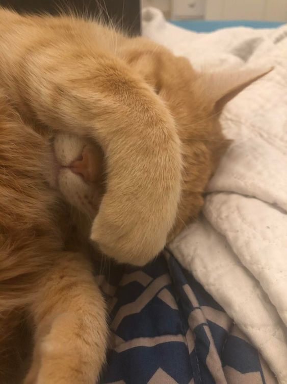 99+ ảnh meme mèo, ảnh chế mèo hài, dễ thương cho điện thoại, máy tính - Ảnh 11