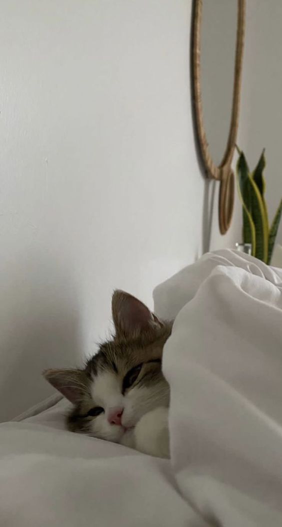 99+ ảnh meme mèo, ảnh chế mèo hài, dễ thương cho điện thoại, máy tính - Ảnh 2