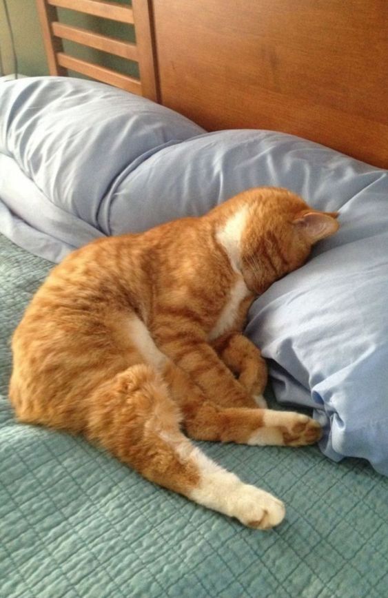 99+ ảnh meme mèo, ảnh chế mèo hài, dễ thương cho điện thoại, máy tính - Ảnh 4