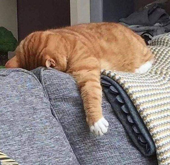 99+ ảnh meme mèo, ảnh chế mèo hài, dễ thương cho điện thoại, máy tính - Ảnh 5